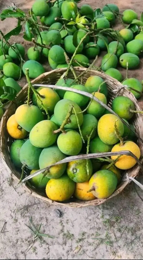 AM Mango সংগ্রহ