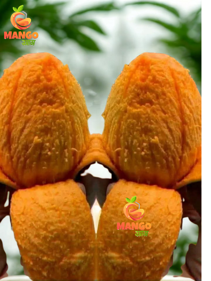 AM Mango Premium