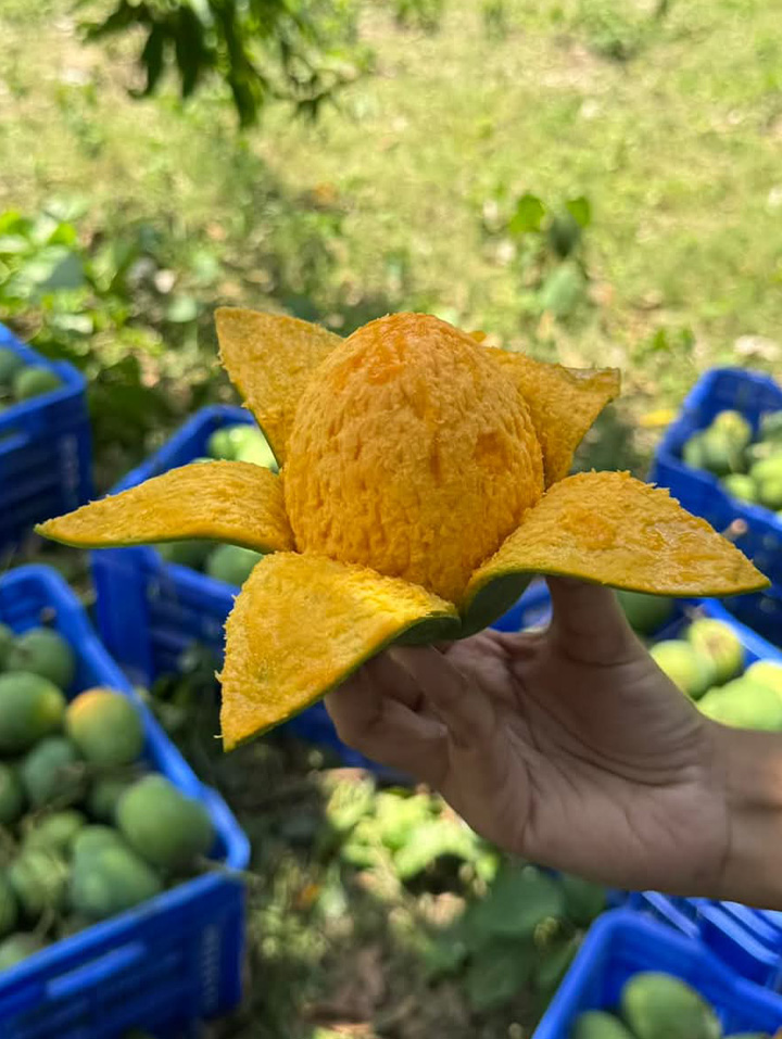 AM Mango Fresh