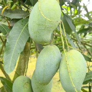 আম্রুফালি আম