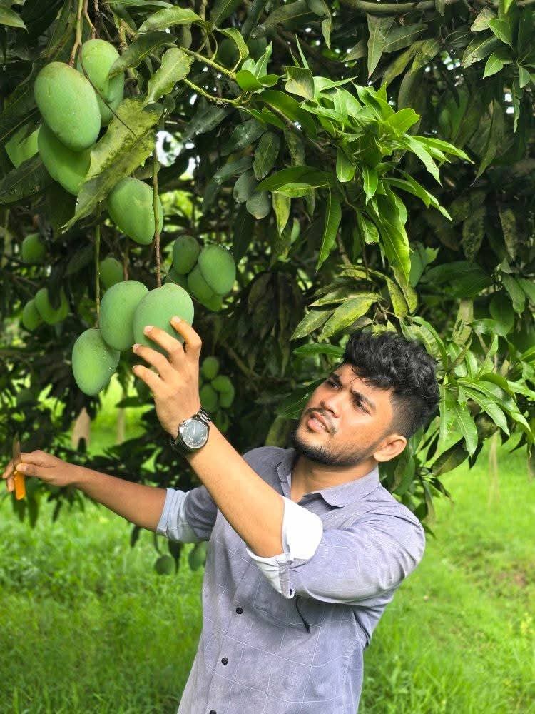 AM Mango বাগান