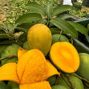 হিম-সাগর আম